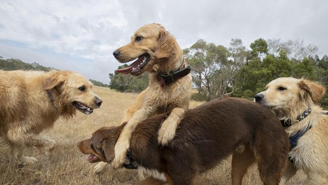 Playtime at Adelaide Dog Farm Days. Picture: Brett Hartwig