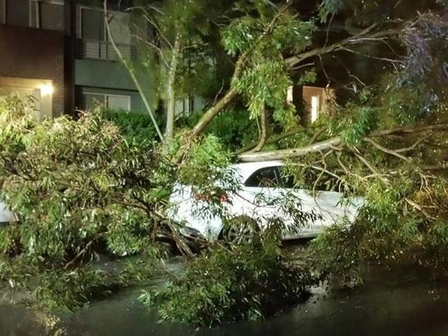 Trees, and powerlines fall onto cars as wild weather lashes Sydney's Northern Beaches. Picture: Facebook Narabeen Fire Station