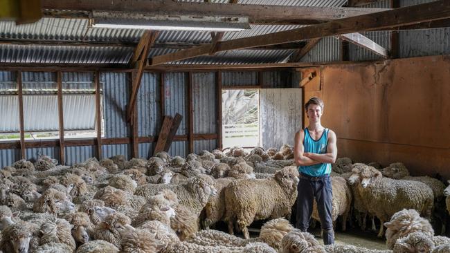 Shearer Lachie Macgugan’s next big milestone is shearing 400 sheep in one day. Picture: Supplied