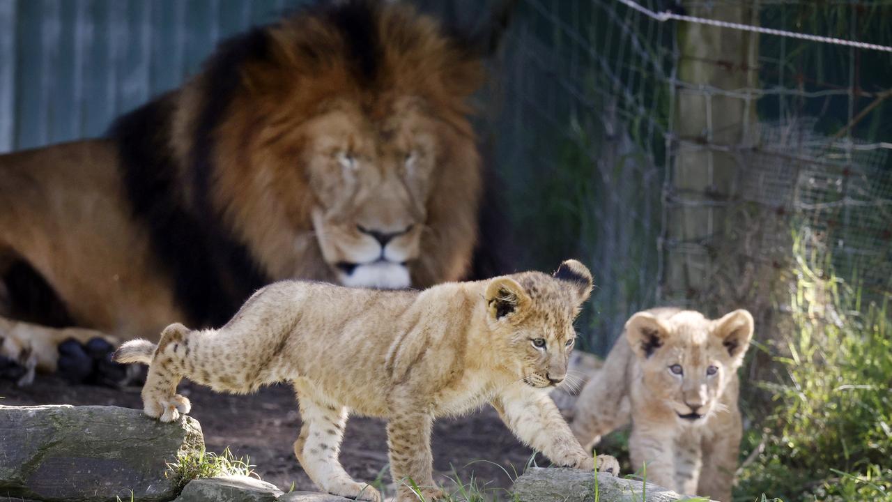 Proud dad Baako watching over this twin boys. Picture: Richard Dobson