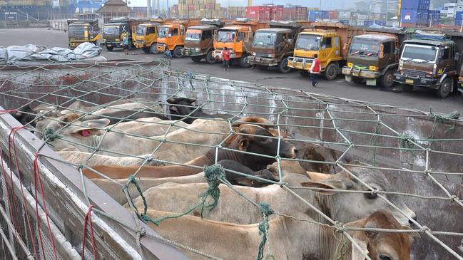 Australian cattle unloaded from Brahman Express, in Panjang port, Bandar Lampung, Indonesia