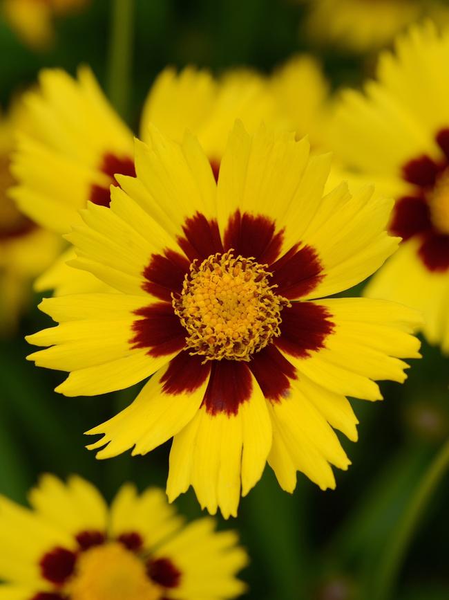 Coreopsis ‘Sunkissed’