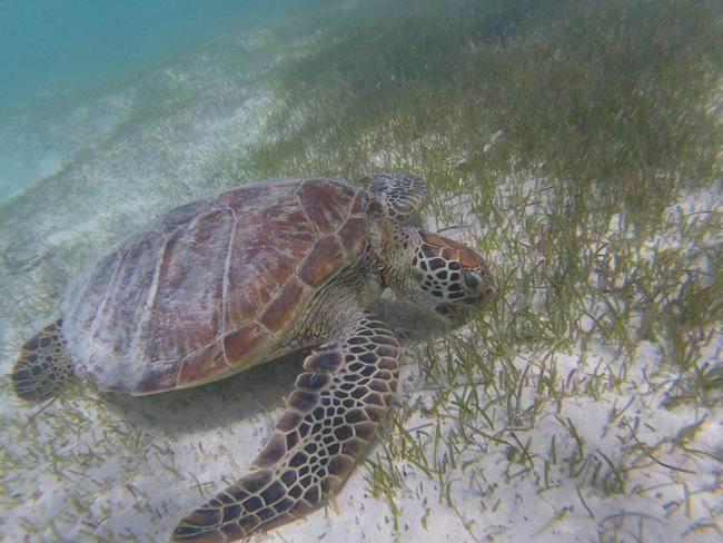 Swimming with the turtles at Amedee Island in New Caledonia. Picture: Mercedes Maguire