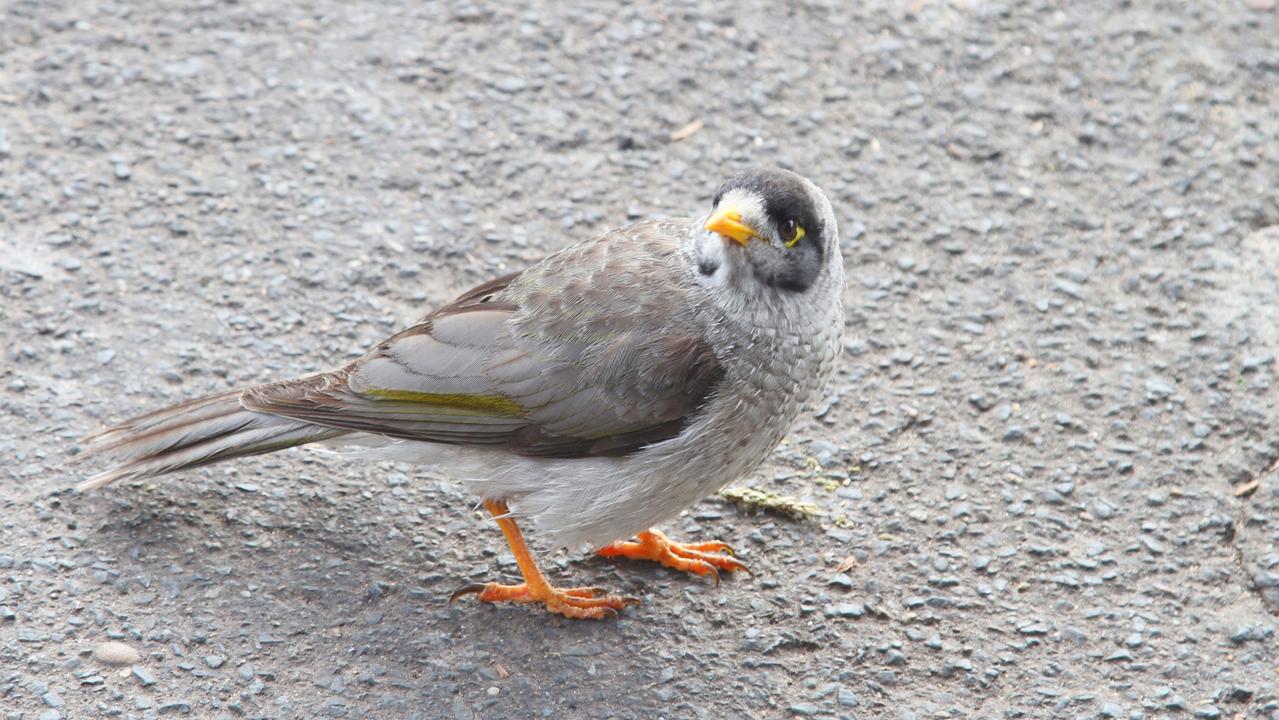 After decades of research, these aggressive honeyeaters are still outsmarting us.