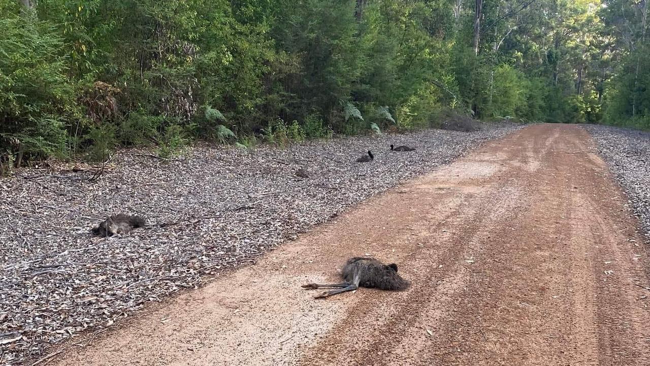 The driver who left the chicks on the road has been slammed on social media for their ‘hateful act’. Picture: Facebook / Amaris Wildlife Rehabilitation Sanctuary