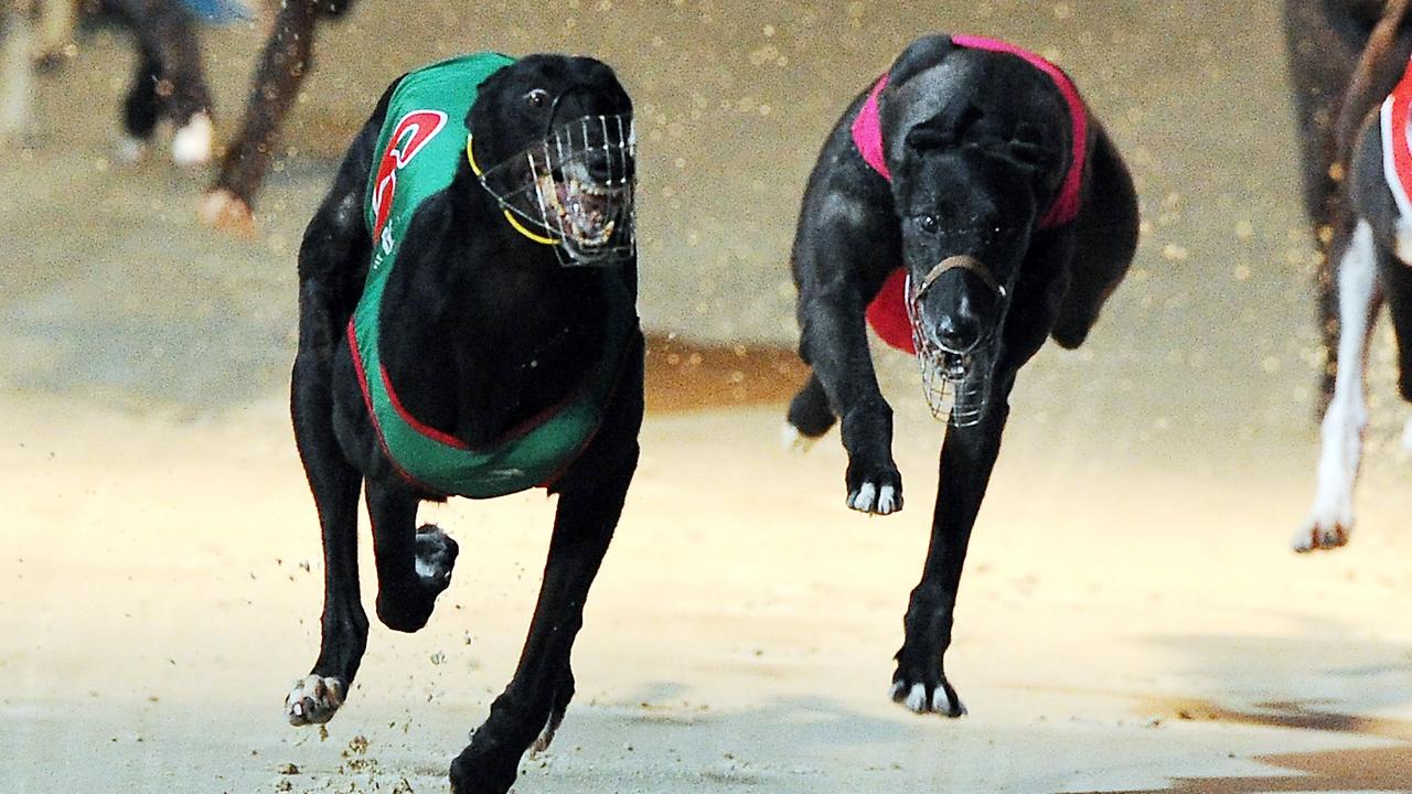 Greyhounds compete at the iconic Dapto Dogs.