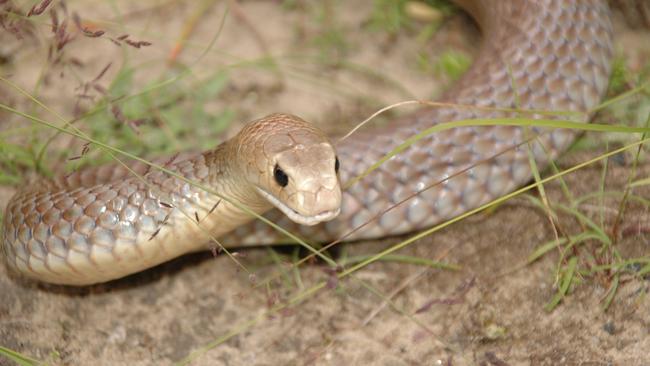 Brown Snake Bite: Tamworth Man Dies Protecting Family Pet 