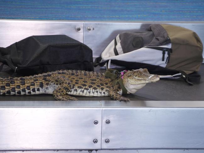 Sniffer Crocs are set to be introduced to Darwin International Airport. Picture: Supplied.