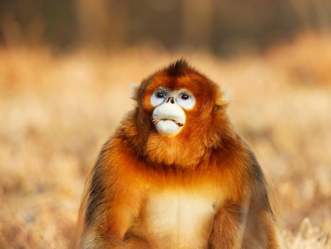 t is home to rare flora and fauna including the giant panda and Sichuan golden monkey. Photo: istock