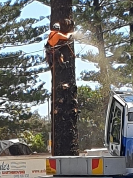 Contractors removing the second oldest Norfolk Island Pine tree at Burleigh Heads.