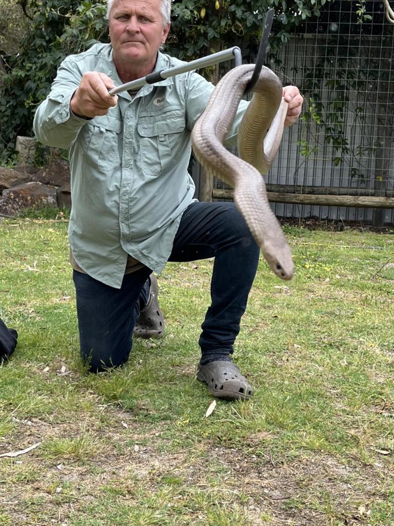 Snake Catchers Adelaide's Rolly Burrells says he was terrified. Picture: Facebook
