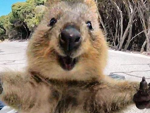 Campbell Jones snapped up this incredible quokka photo