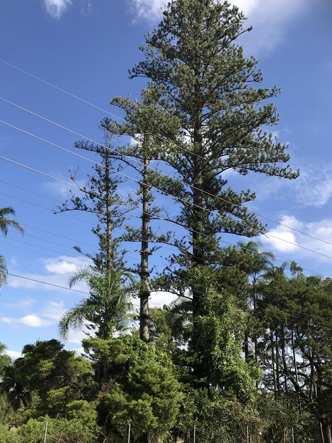 Norfolk Pine Trees allegedly grown from Seeds given to Mrs Willard by South Sea Islander labourers who lived and worked on site (before 1900). The name of the Willard homestead used to be "The Pines". Picture: Paul Bishop