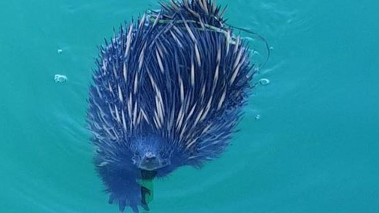 Echidnas are known to be decent swimmers, with Dr Lubitz suggesting the animal may have been taken from the shallows or while swimming in between islands. Picture: Supplied