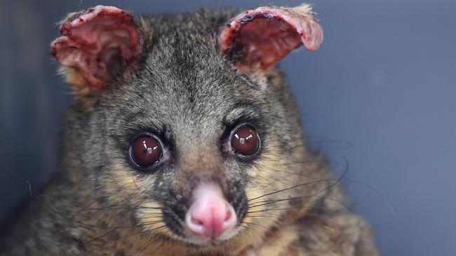 A brushtail possum whose ears and legs have been burnt from recent bushfires. Picture: AAP