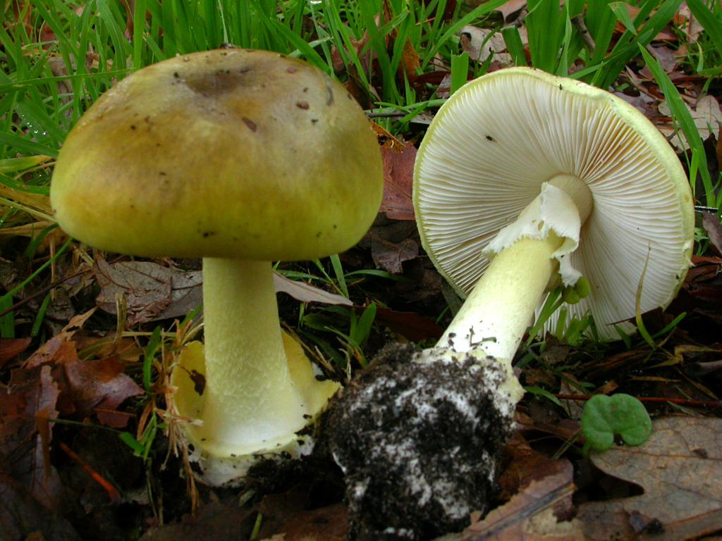 Distinctive characters are the white gills, the greenish cap, the skirt-like hanging ring on the stem and the sac at the base of the stem.