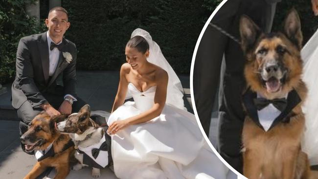 Carlton star Jacob Weitering and wife Isabel dressed their dogs in matching tuxedos for their surprise wedding last week. Pictures: Bianca Virtue