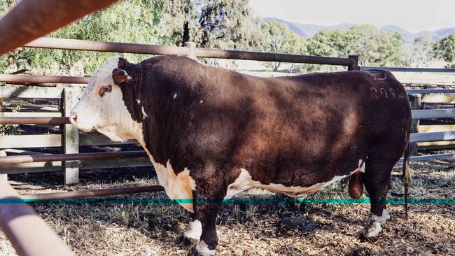 Bulls go under the hammer at the Yarram Park sale. Picture: Nicole Cleary