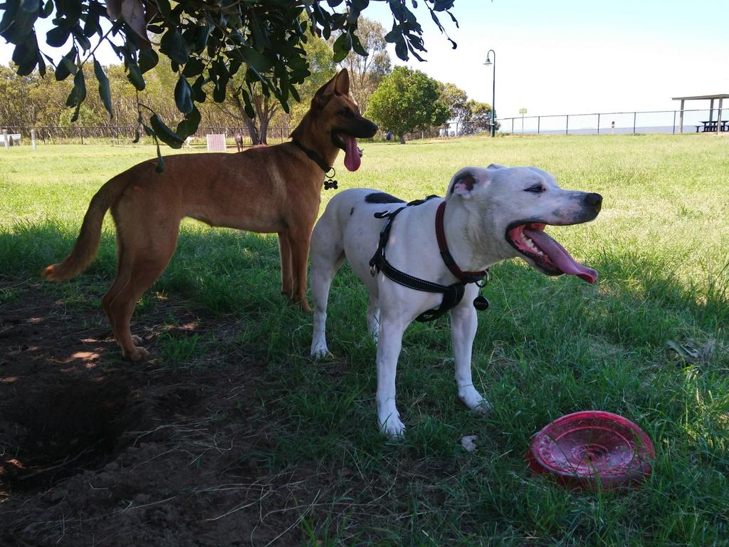 The South Burnett Regional Council has approved a new dog park for Murgon.