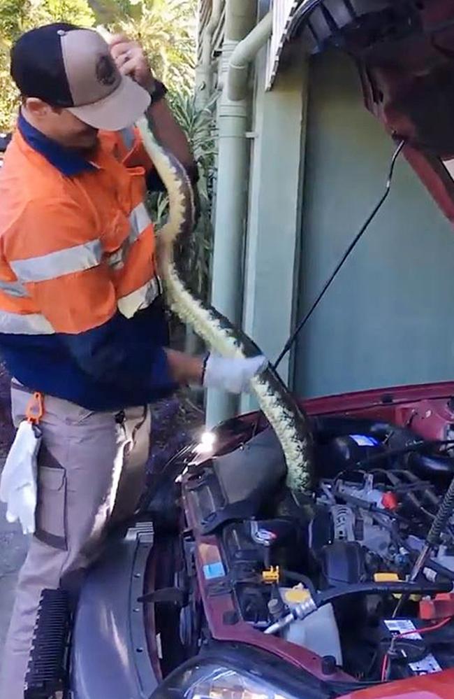 A large coastal carpet python found in a car engine bay at Bardon in Brisbane’s inner west. Picture: Snake Catchers Brisbane Gold Coast