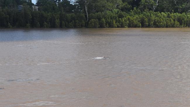 Debris floats down a full Burnett River following a weekend of extreme rain.