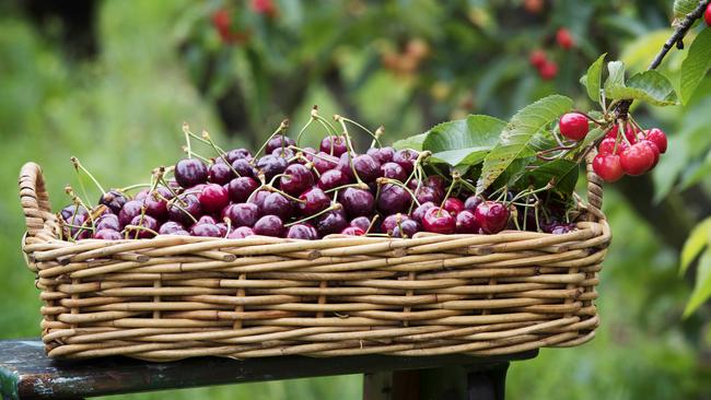 Red Hill Cherry farm. Picture Rebecca Michael.