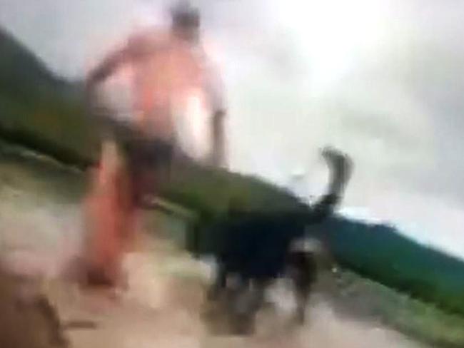 Video still of Alister MacPhee and his dog being attacked by a crocodile near the Bloomfield boat ramp in North QLD.