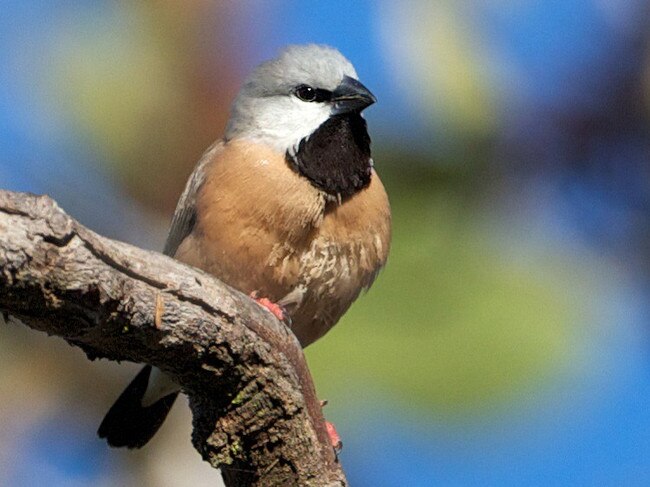 The black throated finch.