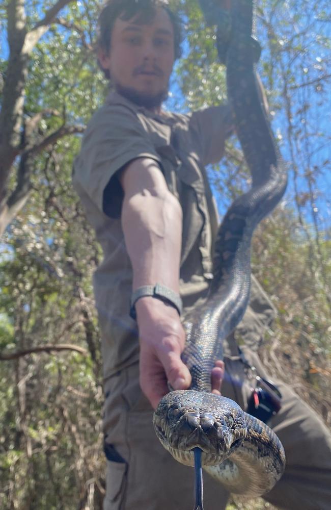 Josh Castle with one of his catches, which he will go on to release, unharmed, into the surrounding bushland.