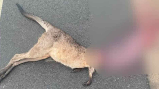 A kangaroo was discovered beheaded on Drury Lane, Dundowran on March 13, 2024.