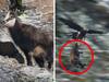 Viewers gobsmacked by Frozen Planet scene