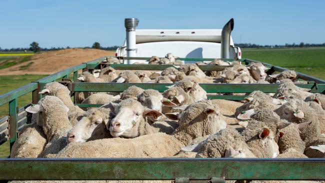 Sheep are being purchased by producers in the east from Western Australia.