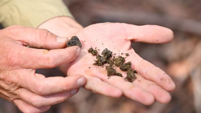 Droppings left by wallabies in the park. Picture: AAP Image/Joel Carrett