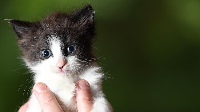 Free Kittens And Cats Available At Rouse Hill Rspca Daily Telegraph