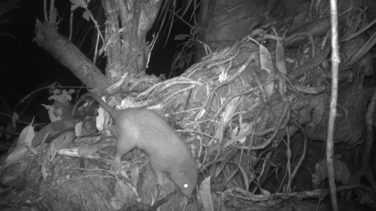 The Uromys vika giant rat scurries in the forest at night. Picture: supplied