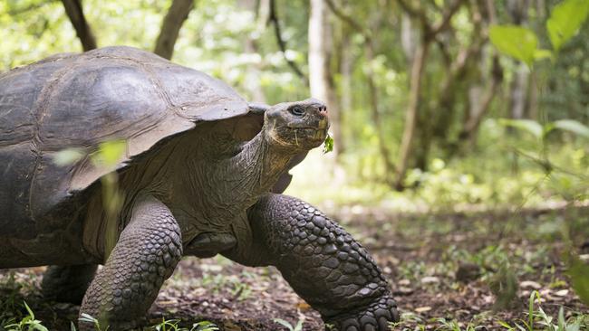 Galapagos tortoises show no age-related decline. Picture: iStock