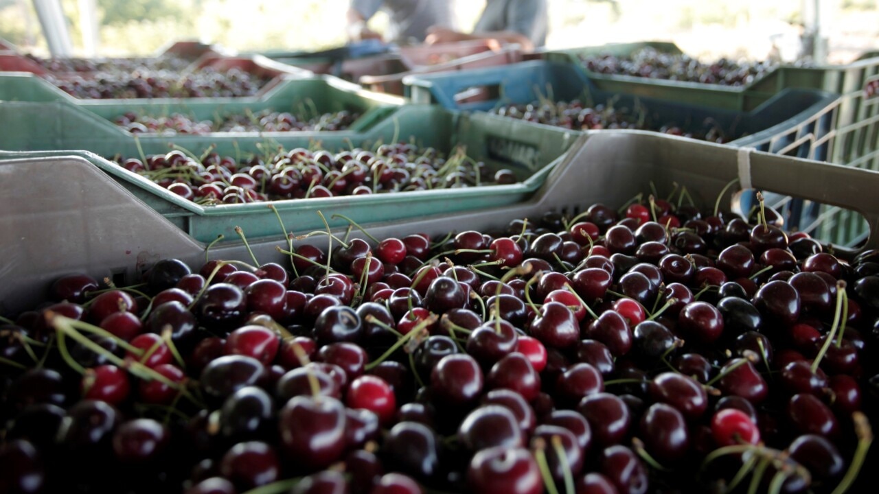 Price of cherries set to increase due to stormy weather