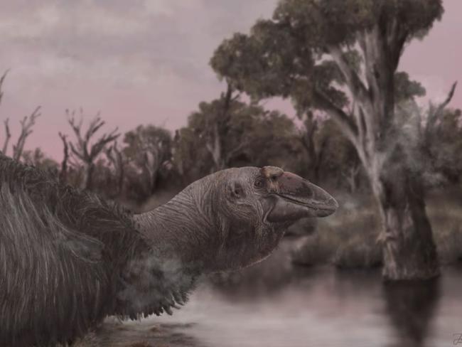 A scientific depiction of what Genyornis newtoni may have looked like. Picture: Flinders University