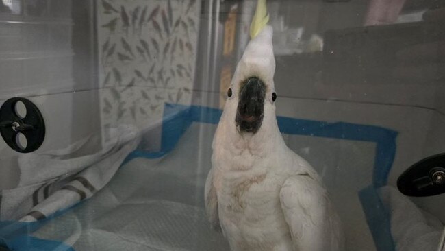 The poisoned cockatoos were found with traces of Methomyl. Picture: EPA