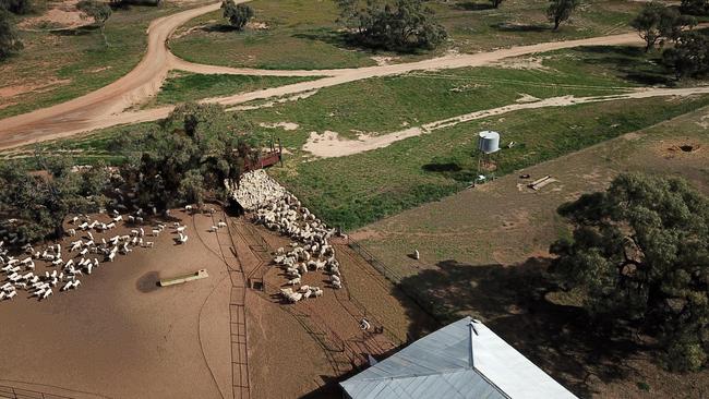 Shearing at Robert McBride’s Tolarno Station near Menindee in NSW.