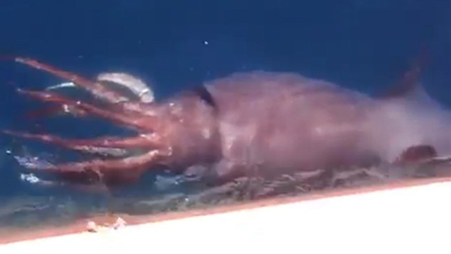 Russian sailors film live giant squid surfacing and eating near fishing trawler | news.com.au — Australia&#39;s leading news site