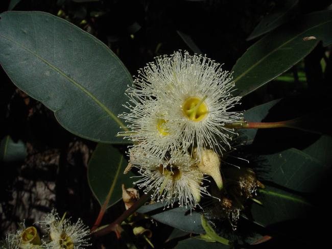 Swift Parrots feed on flowering Eucalypts