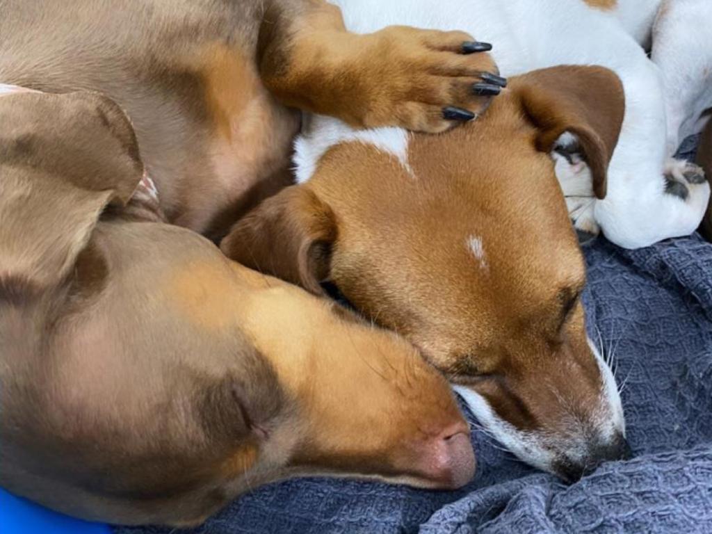 Pups having a snooze at doggy daycare at The Pet Pad Brisbane. Picture: instagram.com/thepetpadbrisbane