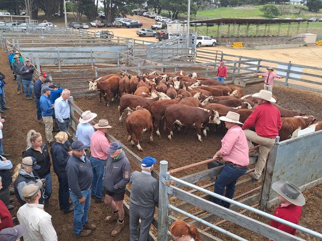 Selling action at the Casterton weaner sale (Wednesday 10 January).