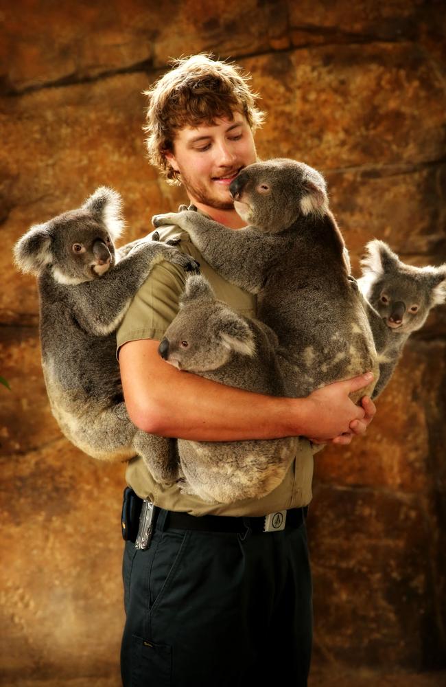 Koala fan Blake can grin and bear it | Daily Telegraph