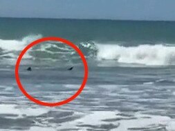 A man reportedly scarpered out of the water after hearing onlookers scream that there were sharks swimming next to him