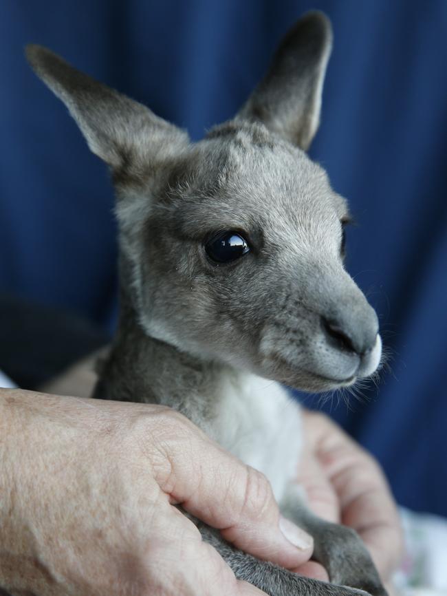 Jewel the joey kangaroo, who ended up at Sydney Wildlife after somebody tried to care for her- without knowing how. She ended up at a vet’s in a carrier bag.