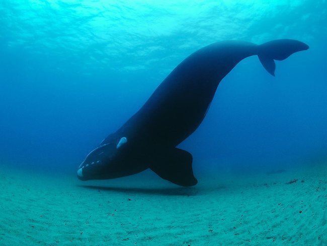 What’s it like to eyeball a whale? National Geographic Live! hits ...