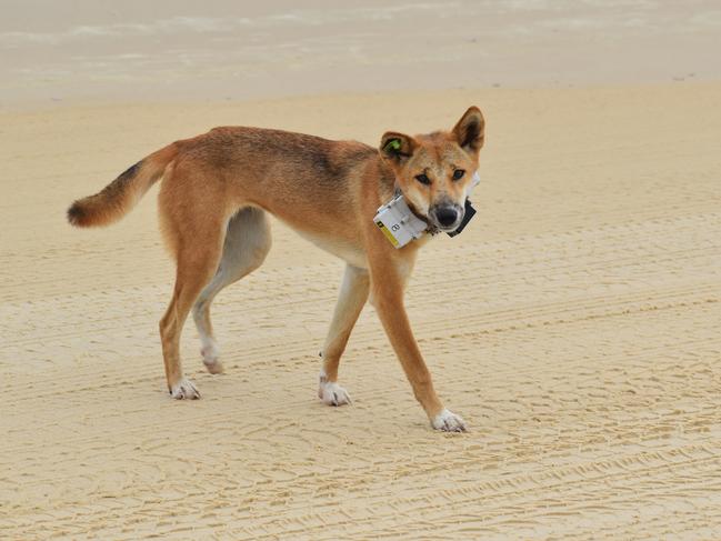 A high-risk dingo has been fitted with a GPS collar on K'gari.