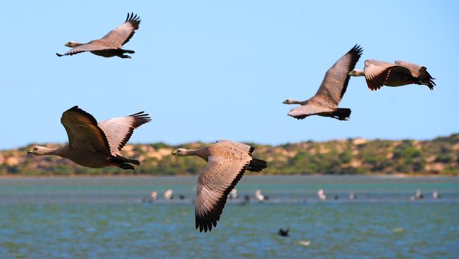 Mundoo Island is a haven for birds including Cape Barren geese.